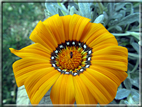 foto Fiori